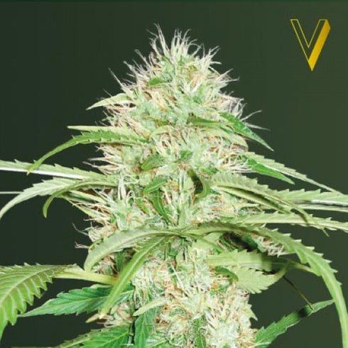Victory Seeds - Super Mazar Auto